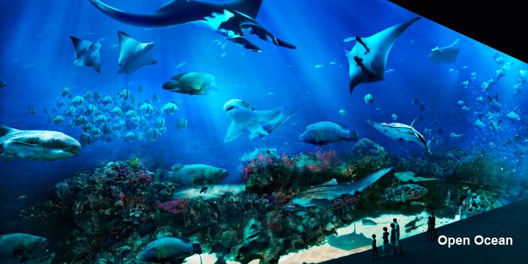 Marine Life Park. Открытый океан