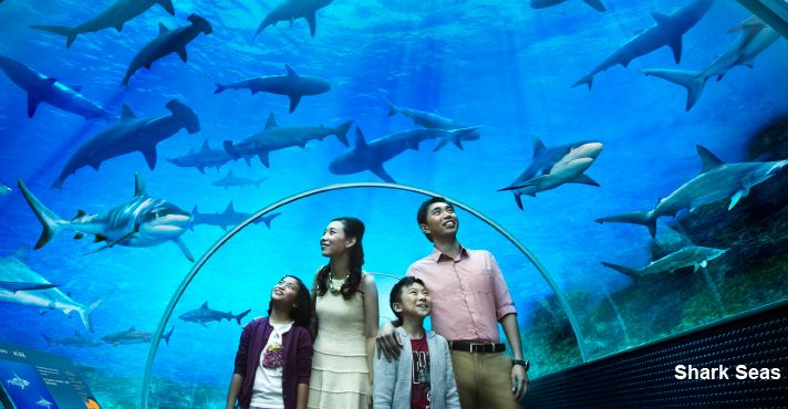 Marine Life Park. Акулье море