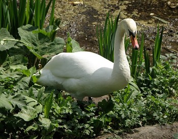 Жители прудов парка &mdash; лебеди