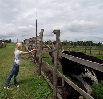 страусиная ферма близ села Синява