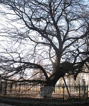 Старая липа у Десятинной церкви