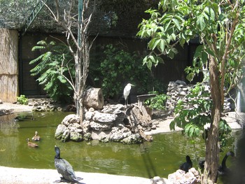 птицы в Одесском зоопарке