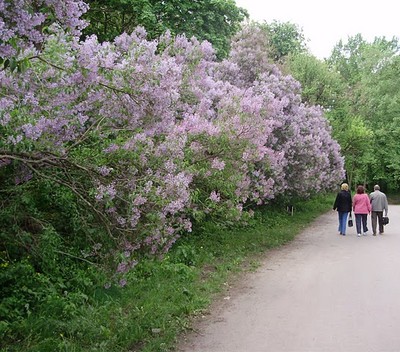Сиреневая роща в Диканьке
