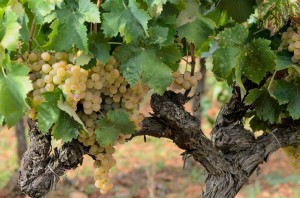 Виноделие на острове Майорка - прошлое, настоящее и будущее