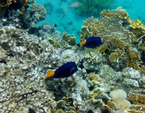 Остров Ко Тао – рай для дайверов