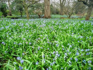 Королевские сады — цветущая гордость Великобритании