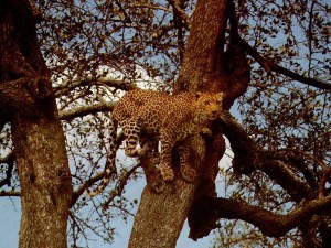 Туристическая тропа в Приморье - Логово Леопарда
