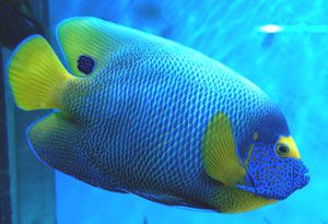 Одесский океанариум "Немо" (фото)