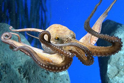 Аквариум в Барселоне - один из самых больших в Европе