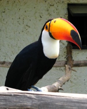 Парк птиц "Воробьи" в Калужской области