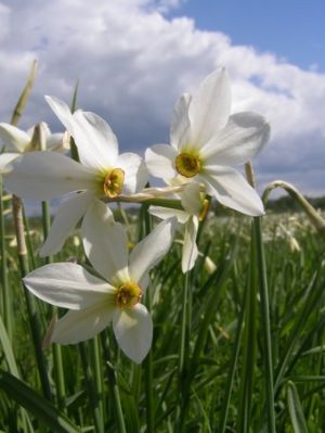 Долина нарциссов — живая легенда Закарпатья