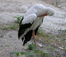 Киевский зоопарк (кратенький рассказ и фото)