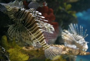 Тропикариум-Океанариум в центре Будапешта