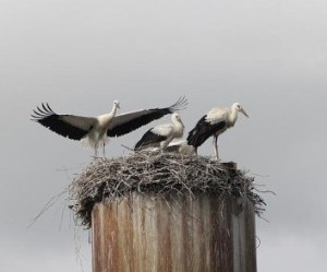 Аист - пернатый символ Страсбурга 