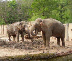 Пражский зоопарк – сделано в природе!
