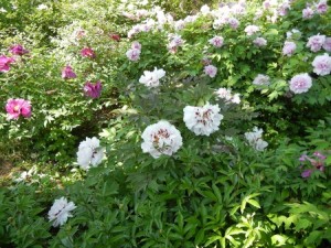 Одесский Ботанический сад при ОНУ им. Мечникова