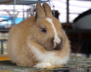 Киевский зоорынок. "Птичка"