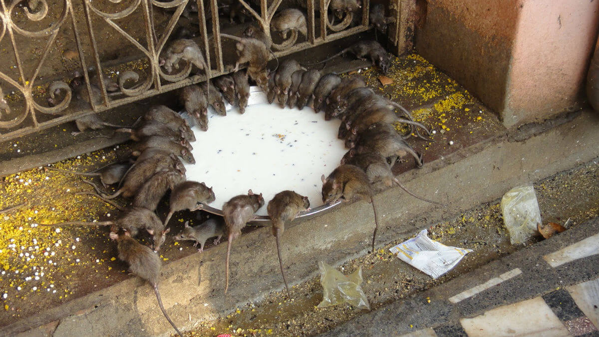 Фото достопримечательностей Индии: 