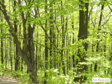 Киев. Ботанический сад. Печерск