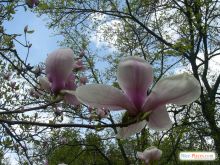 Ботанический сад им. Гришка. Магнолии цветут