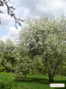 Киев. Ботанический сад. Печерск