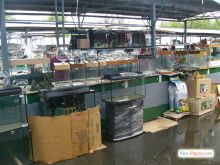 Зоорынок Киева. Аквариум на любой вкус (Киев и область)