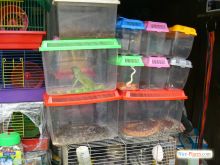 Киевский зоорынок. Зверье бывает разным (Киев и область)