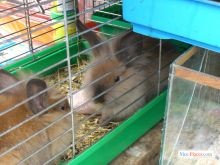 Киев. Причка. Кролик (Киев и область)