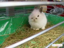 Киевский зоорынок. "Птичка" (Киев и область)