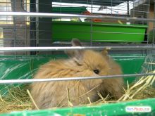 Киевский зоорынок. "Птичка" (Киев и область)