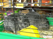 Киевский зоорынок. "Птичка" (Киев и область)