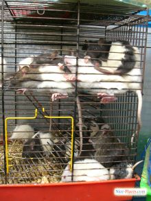 Киевский зоорынок. "Птичка". Крысиное царство (Киев и область)