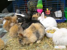 Киевский зоорынок. "Птичка" (Киев и область)