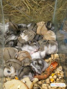 Киевский зоорынок. "Птичка" (Киев и область)