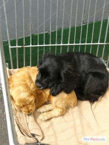 Киевский зоорынок. "Птичка" (Киев и область)