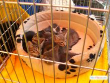 Киевский зоорынок. "Птичка" (Киев и область)