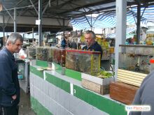 Киевский зоорынок. "Птичка" (Киев и область)