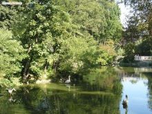 Птицам вольготно на озере