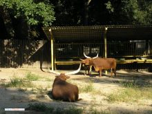 Буйволы (а может - яки)