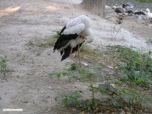 Аист - красивая птица