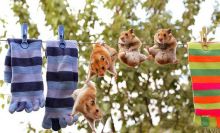 Паркур (Франция)