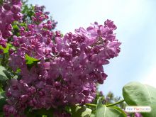 Красавица сирень