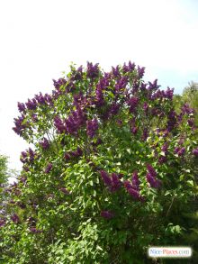 Сиреневый куст (Киев и область)