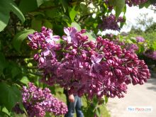  (Киев и область)