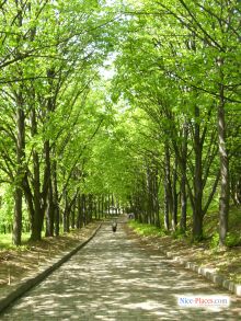 Бесподобная зеленая аллея