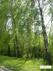 "Отчего белоствольные все понимают..." слова из песни (Киев и область)