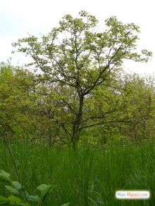 Печерский ботанический сад