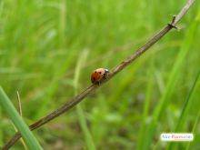 Знатный зверюга