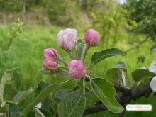  (Киев и область)