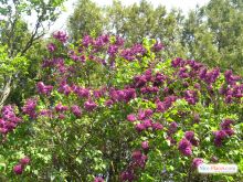  (Киев и область)